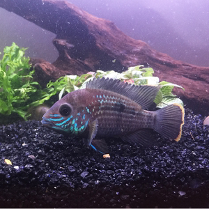 热带观赏鱼中大型红尾皇冠活体宠物鱼绿巨人德州豹淡水凶猛风水鱼