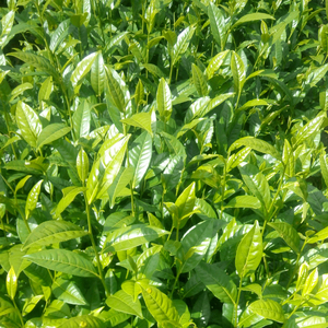 茶苗云抗10号茶苗 云南大叶种茶苗老品种茶苗 普洱茶绿茶红茶树苗