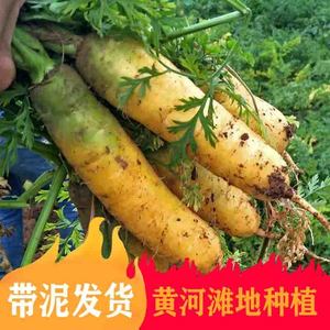 山西黄萝卜新鲜胡萝卜3/5/9斤装当季蔬菜手抓饭代餐新疆萝卜