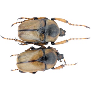 m库, 长臂鳞花金龟, 甲虫昆虫标本摄影科研, 湖北, 24mm, a1