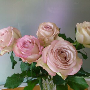 天狼月季 深海狂想曲2.5升盆栽庭院露台观赏性绿植玫瑰花卉