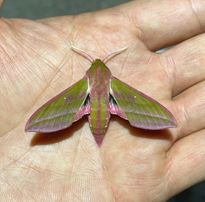 红天蛾 飞蛾蝴蝶昆虫标本制作手工diy兴趣培养 教学科普器材定制