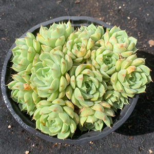 黄金苯巴 苯巴蒂斯多头群生不包整云南多肉植物一物一拍 景天阳台