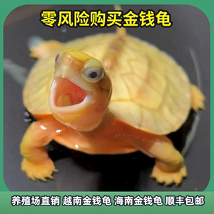 纯种越南金钱龟活物海南三线闭壳龟招财高端宠物活体龟观赏幼龟苗