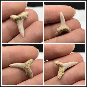 保真 俄罗斯 鲨鱼牙化石 瓷化鱼牙 天然古生物 教学 收藏品hs697