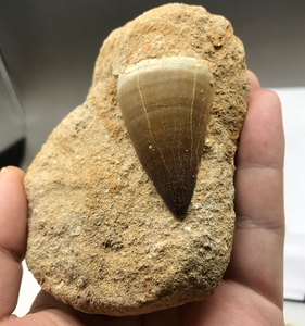 保真摩洛哥白垩纪 超大号 沧龙牙齿化石 文玩diy 教学收藏品bj319