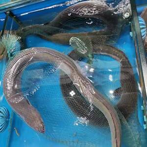 9-2斤鲜活白鳝青鳗鲡海鳗河鳗盘龙鳝海鲜水产