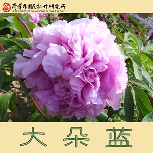 大朵牡丹苗