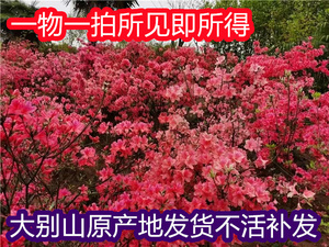 大别山映山红苗先花后叶品种杜鹃花盆栽木本花卉阳台趣味已落花