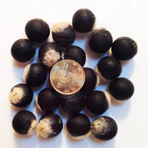 21年新货野生无患子种子不含果皮木患子圆皂角新鲜手剥果核500克