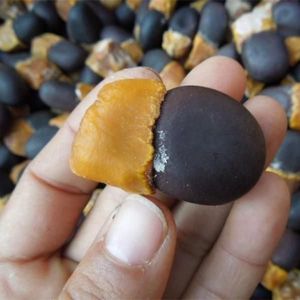 00灵汐猫旗舰店天猫灵汐猫天然菩提子原籽铁树籽带壳文玩摆件高密度