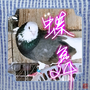 蝶舞鸽子活体一对 观赏鸽巴库鸽白信鸽黑白花信鸽伯明翰鸽跟斗鸽