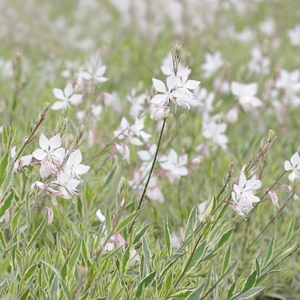 花开满园 花叶千鸟花山桃草白花耐热耐晒多年生花境盆栽植物