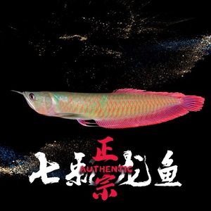 银龙鱼鱼苗七彩银龙幻彩龙鱼鱼苗金龙鱼活鱼热带风水鱼红龙练手龙