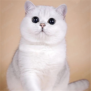 英短银渐层猫 活体银渐层猫 宠物猫咪 英国短毛猫纯种 带芯片证书