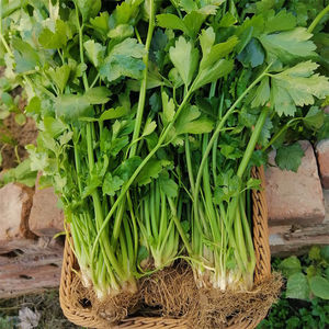 湖南衡阳本地农家自种老品种土芹菜香芹水芹菜新鲜蔬菜耒阳特产
