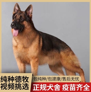 纯种德牧幼犬活体赛级德国牧羊犬黑背狼狗猎犬大型犬家养宠物狗狗