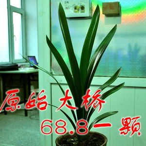 大桥君子兰