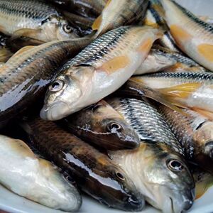 江西溪水石斑鱼鲜活去肚速冻顺丰包邮山泉水光唇鱼山沟小杂鱼