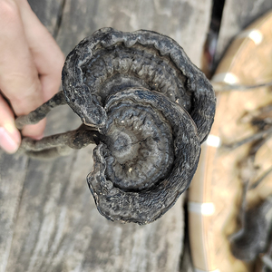 贵州野生香血灵芝非黑紫赤泡茶泡酒煲汤250克包邮特级