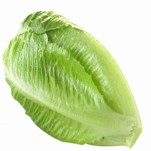西餐配料 沙拉配菜 罗马生菜 罗纹生菜 14.80/斤