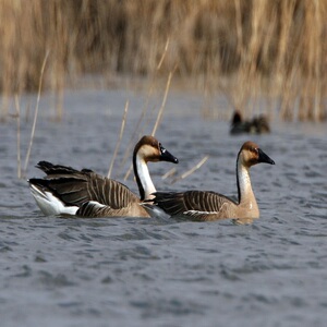 农家散养黑嘴雁鹅活体  灰鹅朗德鹅包活新鲜雁鹅肉滋补佳品