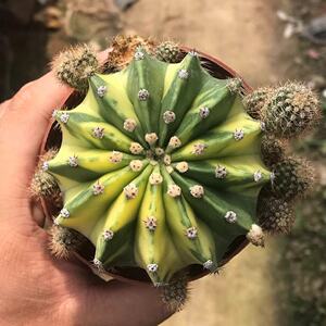 多肉植物世界图锦仙人球组合仙人掌盆栽防辐射植物盆景