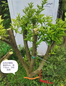 沙糖桔盆栽盆景树橘子树盆栽盆景沙糖桔大树