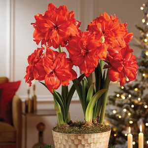 双马戏团朱顶红