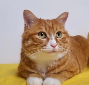 田园猫桔猫大橘猫幼崽宠物猫活体猫舍幼猫纯种土猫家猫猫猫咪活物