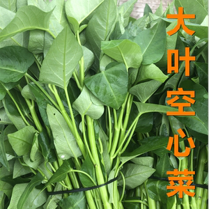 下半年冬天适合冬季种的菜大叶空心菜种子苗白梗大叶空心菜种籽苗