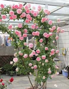 粉色龙沙宝石藤本月季花苗 阳台玫瑰 8-11株打造完美花墙围栏拱门