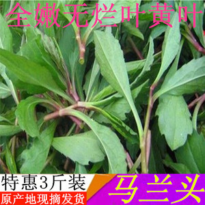 泰州特产溱湖农家新鲜绿色蔬菜野生红根马兰头红头现挖现卖3斤装