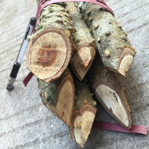 野生鸟不落飞龙掌血老鹰不上树鸟不宿雀不站楤木葱木忽木草药500g