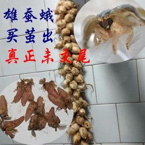 食品酒水 酒类 配制酒/浸泡酒 蚕蛾酒