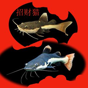 招财猫鱼红尾鲶狗仔鲸鱼中大型淡水低层混养热带凶猛观赏鱼苗活体