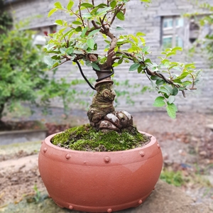 榆树盆景老桩高档