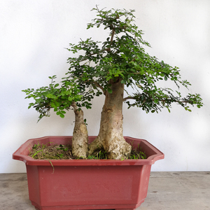 对节白蜡盆景老桩盆景原盆原土发货