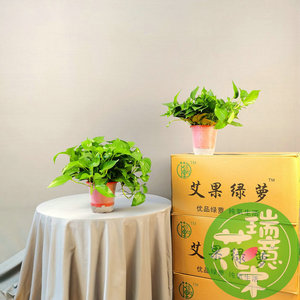 西安同城绿植绿萝吊兰盆栽室内装饰办公桌吸甲醛净化空气加湿花卉
