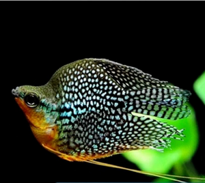 珍珠马甲鱼 马甲球鱼 黄金马甲鱼 观赏鱼 活体鱼 渔场直销