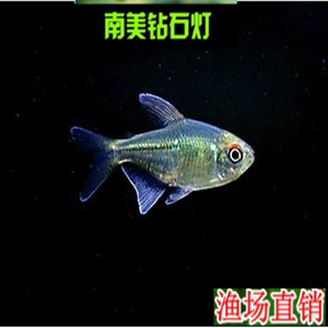 南美钻石灯鱼
