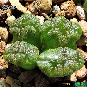 蝴蝶勋章 narap 肉锥花种子 多肉植物种子 磐石园艺