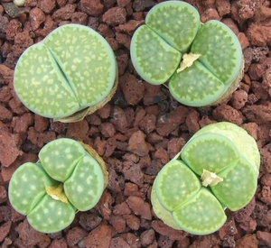 孔雀石x绿寿丽 c56axmalachite 生石花种子 多肉植物 磐石园艺