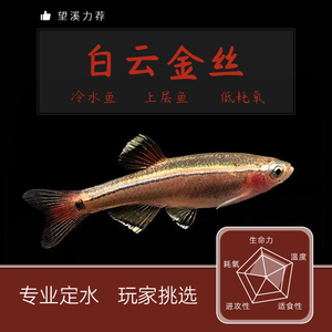 白云金丝原生鱼冷水鱼不加温上层鱼瑰丽金丝小型灯鱼