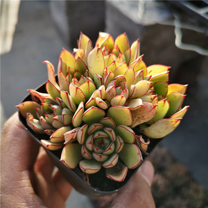 灰姑娘多肉植物盆栽群生多头黄金雨肉肉办公桌绿植净化空气