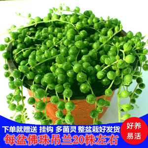 佛珠肉肉植物多肉情人泪绿植室内盆栽精品大颗好养植物吊兰含盆子