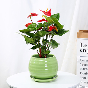 红掌鸿运当头好养花卉水培植物绿植盆栽室内办公室前台桌面小花草