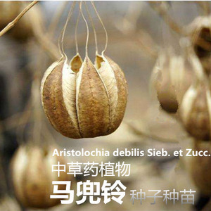 北马兜铃中草药植物蛇参果种子盆栽趣味新奇植物吊挂篮子种苗