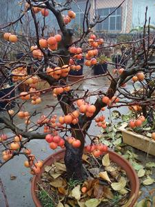 冬红果盆景海棠花果树盆栽地栽树桩矮化苹果苗长寿果树苗当年结果