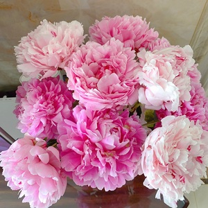 芍药鲜切花重瓣芍药鲜花束母亲节家庭插花山东鲜花速递基地直发